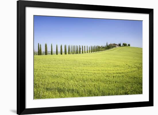 Road with Cypresses and Farmhouse. Orcia Valley, Siena District, Tuscany, Italy.-ClickAlps-Framed Photographic Print