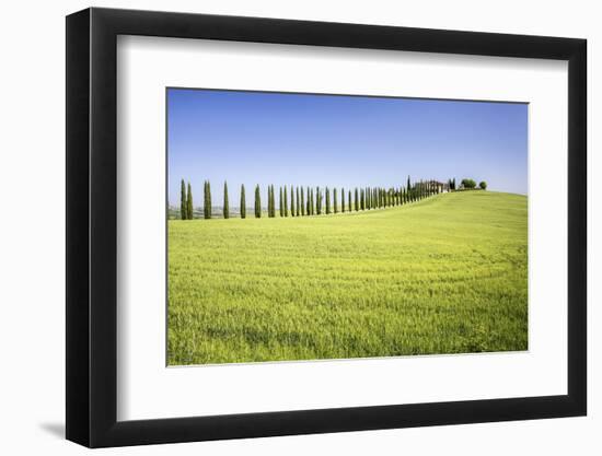 Road with Cypresses and Farmhouse. Orcia Valley, Siena District, Tuscany, Italy.-ClickAlps-Framed Photographic Print