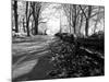 Road with Leaves on Ground-Sharon Wish-Mounted Photographic Print