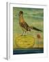 Roadrunner-Leah Saulnier-Framed Giclee Print