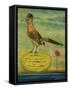 Roadrunner-Leah Saulnier-Framed Stretched Canvas