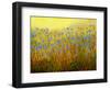 Roadside Chickory-John Newcomb-Framed Premium Giclee Print