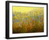 Roadside Chickory-John Newcomb-Framed Giclee Print