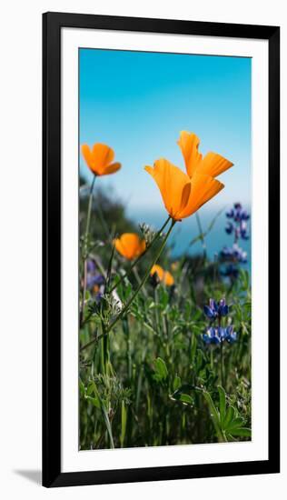 Roadside Coastal Poppies, Spring in Big Sur California Coast-Vincent James-Framed Photographic Print