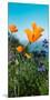 Roadside Coastal Poppies, Spring in Big Sur California Coast-Vincent James-Mounted Photographic Print