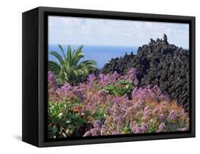 Roadside Flowers, La Palma, Canary Islands, Spain-Jean Brooks-Framed Stretched Canvas