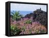 Roadside Flowers, La Palma, Canary Islands, Spain-Jean Brooks-Framed Stretched Canvas