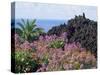 Roadside Flowers, La Palma, Canary Islands, Spain-Jean Brooks-Stretched Canvas