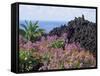 Roadside Flowers, La Palma, Canary Islands, Spain-Jean Brooks-Framed Stretched Canvas