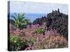 Roadside Flowers, La Palma, Canary Islands, Spain-Jean Brooks-Stretched Canvas