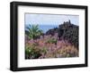 Roadside Flowers, La Palma, Canary Islands, Spain-Jean Brooks-Framed Photographic Print