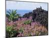 Roadside Flowers, La Palma, Canary Islands, Spain-Jean Brooks-Mounted Photographic Print