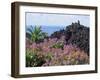 Roadside Flowers, La Palma, Canary Islands, Spain-Jean Brooks-Framed Photographic Print