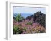 Roadside Flowers, La Palma, Canary Islands, Spain-Jean Brooks-Framed Photographic Print