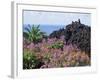 Roadside Flowers, La Palma, Canary Islands, Spain-Jean Brooks-Framed Photographic Print