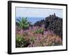 Roadside Flowers, La Palma, Canary Islands, Spain-Jean Brooks-Framed Photographic Print