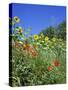 Roadside Flowers, Near Lerne, Val De Loire, Centre, France-Renner Geoff-Stretched Canvas