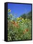 Roadside Flowers, Near Lerne, Val De Loire, Centre, France-Renner Geoff-Framed Stretched Canvas