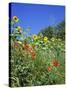 Roadside Flowers, Near Lerne, Val De Loire, Centre, France-Renner Geoff-Stretched Canvas