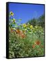 Roadside Flowers, Near Lerne, Val De Loire, Centre, France-Renner Geoff-Framed Stretched Canvas