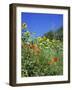 Roadside Flowers, Near Lerne, Val De Loire, Centre, France-Renner Geoff-Framed Photographic Print