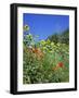 Roadside Flowers, Near Lerne, Val De Loire, Centre, France-Renner Geoff-Framed Photographic Print