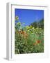 Roadside Flowers, Near Lerne, Val De Loire, Centre, France-Renner Geoff-Framed Photographic Print