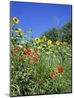 Roadside Flowers, Near Lerne, Val De Loire, Centre, France-Renner Geoff-Mounted Photographic Print