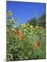 Roadside Flowers, Near Lerne, Val De Loire, Centre, France-Renner Geoff-Mounted Photographic Print