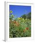 Roadside Flowers, Near Lerne, Val De Loire, Centre, France-Renner Geoff-Framed Photographic Print