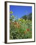 Roadside Flowers, Near Lerne, Val De Loire, Centre, France-Renner Geoff-Framed Photographic Print