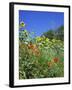 Roadside Flowers, Near Lerne, Val De Loire, Centre, France-Renner Geoff-Framed Photographic Print