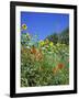 Roadside Flowers, Near Lerne, Val De Loire, Centre, France-Renner Geoff-Framed Photographic Print