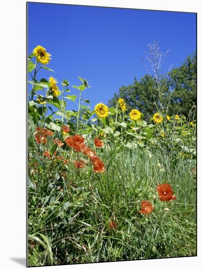 Roadside Flowers, Near Lerne, Val De Loire, Centre, France-Renner Geoff-Mounted Photographic Print