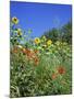 Roadside Flowers, Near Lerne, Val De Loire, Centre, France-Renner Geoff-Mounted Photographic Print