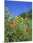 Roadside Flowers, Near Lerne, Val De Loire, Centre, France-Renner Geoff-Mounted Photographic Print