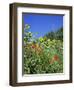 Roadside Flowers, Near Lerne, Val De Loire, Centre, France-Renner Geoff-Framed Photographic Print