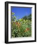 Roadside Flowers, Near Lerne, Val De Loire, Centre, France-Renner Geoff-Framed Photographic Print