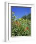 Roadside Flowers, Near Lerne, Val De Loire, Centre, France-Renner Geoff-Framed Photographic Print
