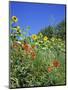 Roadside Flowers, Near Lerne, Val De Loire, Centre, France-Renner Geoff-Mounted Photographic Print