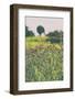 Roadside Flowers-Aledanda-Framed Photographic Print