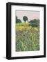 Roadside Flowers-Aledanda-Framed Photographic Print