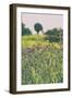 Roadside Flowers-Aledanda-Framed Photographic Print