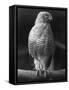 Roadside Hawk-null-Framed Stretched Canvas