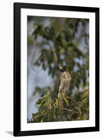 Roadside Hawk-Joe McDonald-Framed Premium Photographic Print