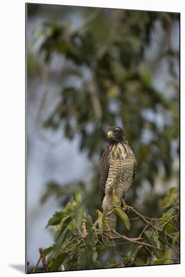 Roadside Hawk-Joe McDonald-Mounted Premium Photographic Print