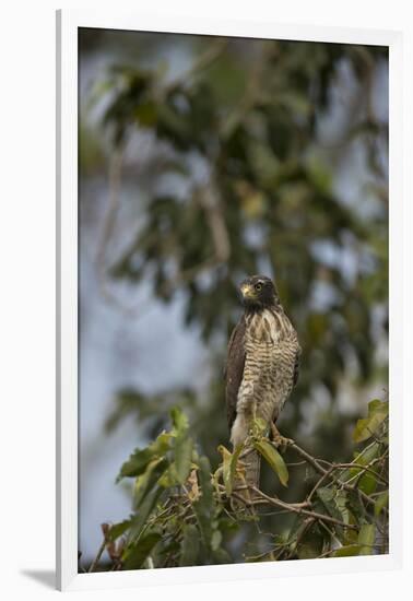 Roadside Hawk-Joe McDonald-Framed Premium Photographic Print