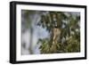 Roadside Hawk-Joe McDonald-Framed Photographic Print