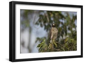 Roadside Hawk-Joe McDonald-Framed Photographic Print