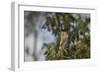 Roadside Hawk-Joe McDonald-Framed Photographic Print